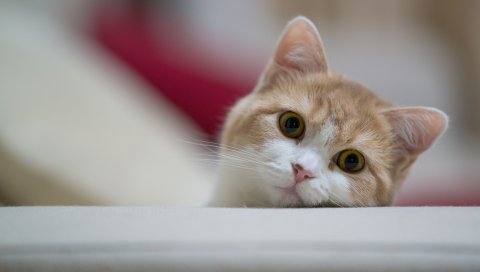 кошка, морда, глаз, игривое