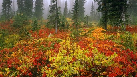 деревья, лес, осень