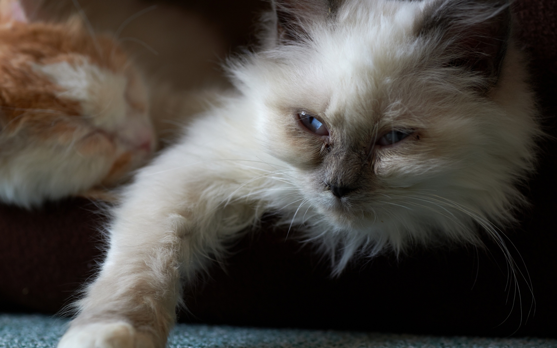 Картинки кот, пушистый, лицо, котенок фото и обои на рабочий стол