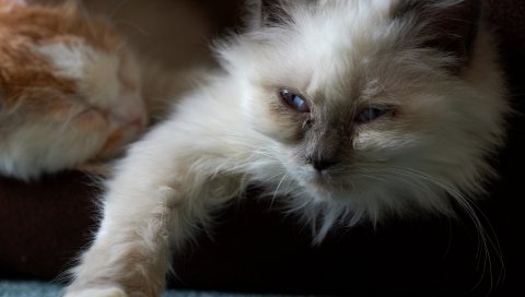 кот, пушистый, лицо, котенок