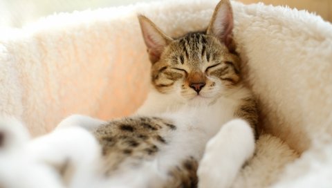 кошка, лежа, пятнистый