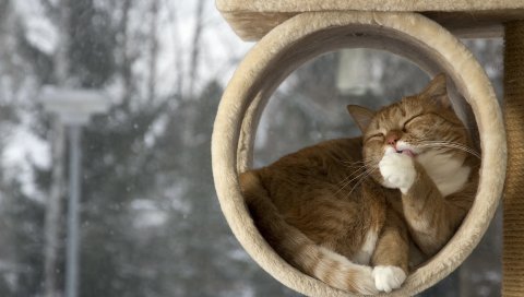 кошки , вниз, облизывая губы, остальные