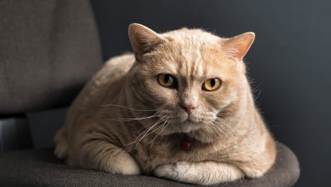 кошки, лежа, лицо, толстая
