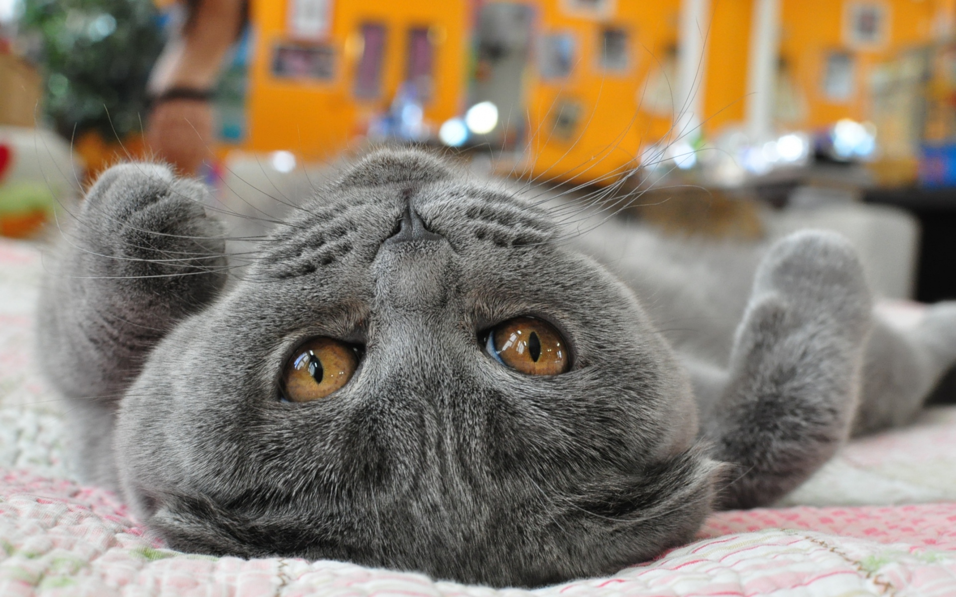 Картинки кошка, лежа, лицо, глаза, игривая фото и обои на рабочий стол