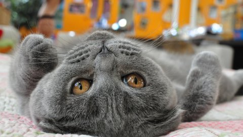 кошка, лежа, лицо, глаза, игривая