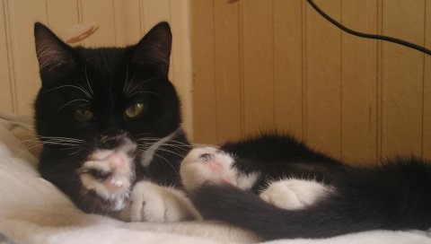 кошки, лежа, лицо, пятнистая