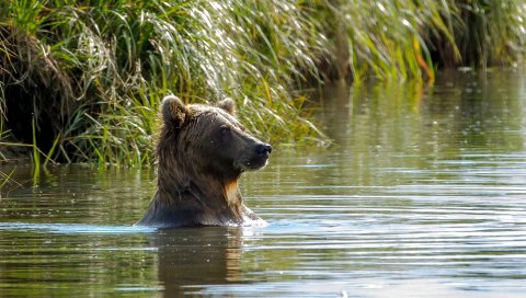 медведь, вода, лицо, плавать