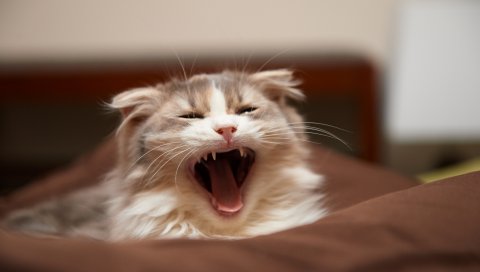 кот, лежа, плачет, лицо, пушистый