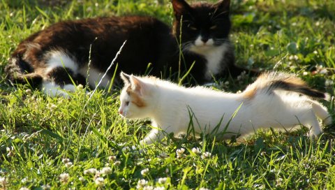 кот, котенок, трава, цветок