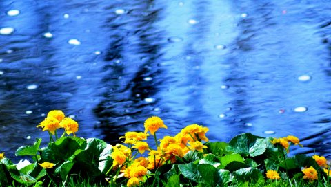 цветы, пляж, природа, вода