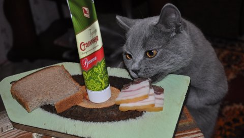 кошачью еду, сало, горчицу, мясо, хлеб