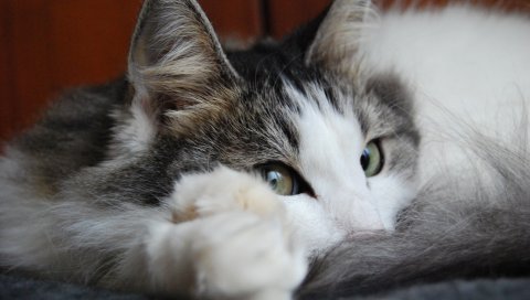 кошка, глаза, лицо, печаль