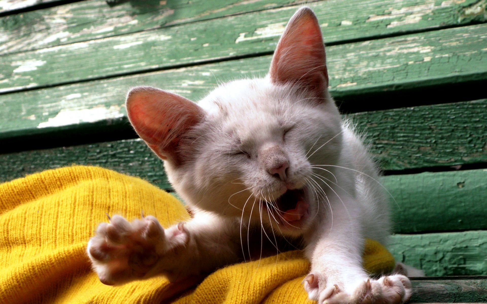 кот зевает cat yawns бесплатно