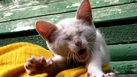 кошки, зевоту, лицо, котенок