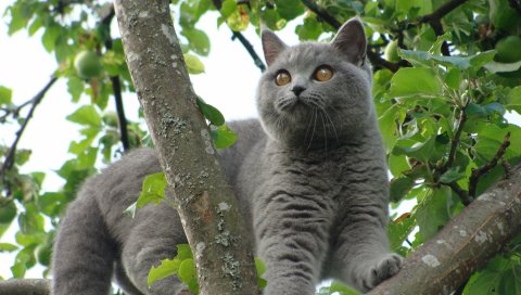 кошка, веточки, листья, сидеть