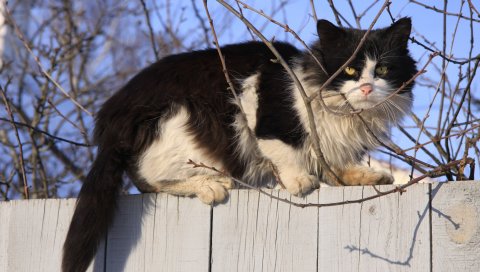 кошка, ветви, забор, сидеть
