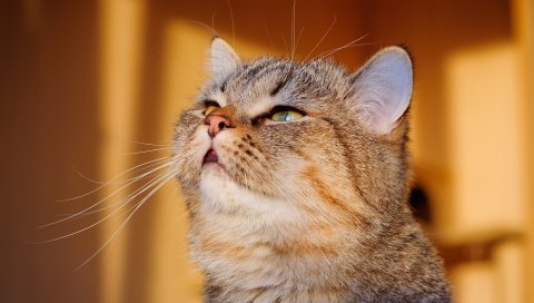 кошки,