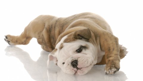 бульдога, Pupp, у лежа, игривые