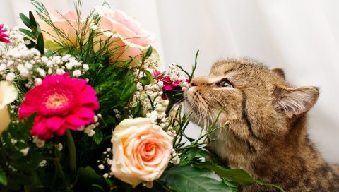 кошка, цветок, цветы, запах