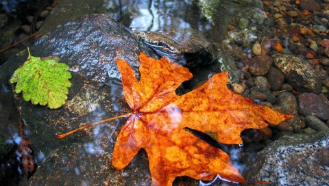 клена, листья, вода, мокрый