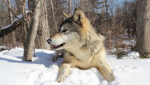 волк, снег, зима, ложь, хищник