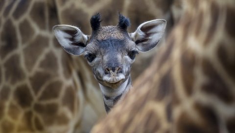 жирафа, ребенок, лицо, глаза, уши