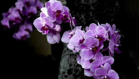 орхидея, цветы, лепестки