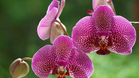 орхидеи, растения, цветы, полосы