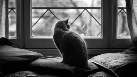 кошки, подушки, сидеть, темные