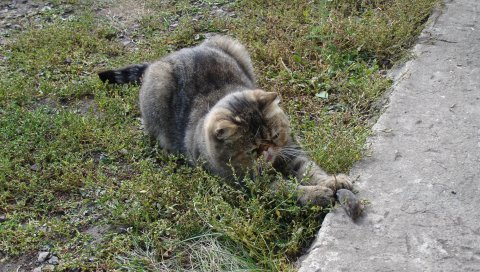 кошка, мышь, еда, рыба, хищник