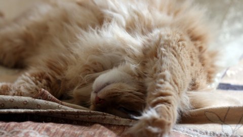 кот, пушистый, игривый, ложь, красивые