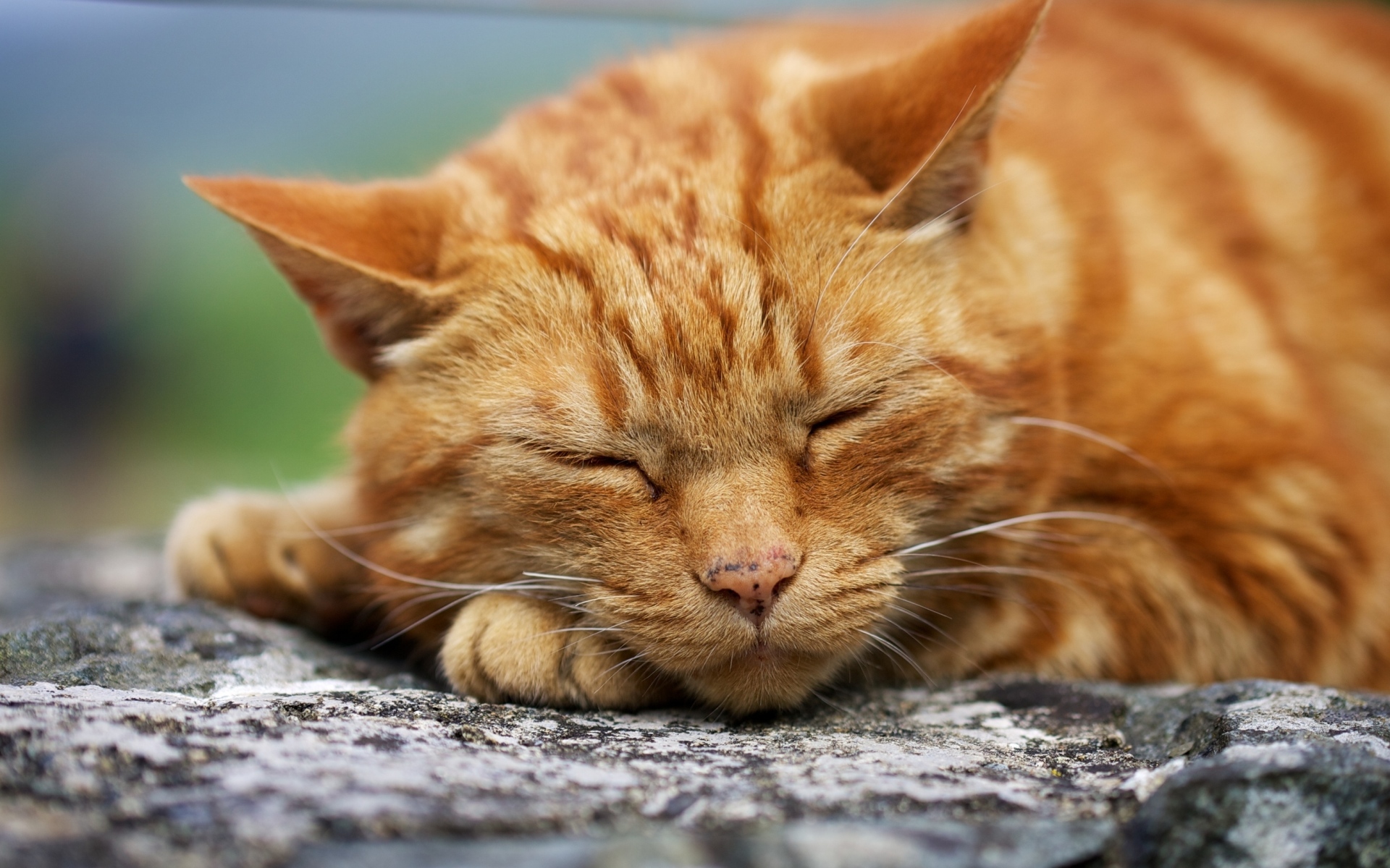 Картинки кошки, красный, отдых, сон фото и обои на рабочий стол