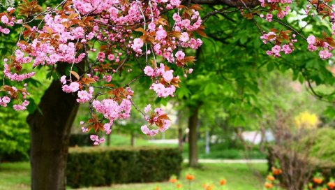 парк, деревья, лето цветы