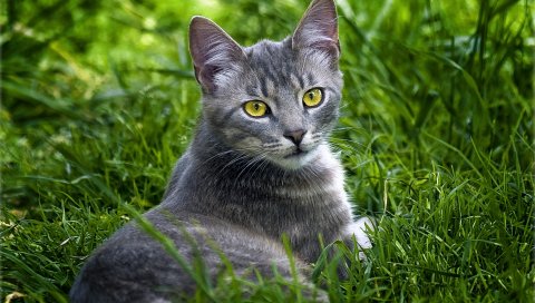 кошка, трава, ложь, посмотрите