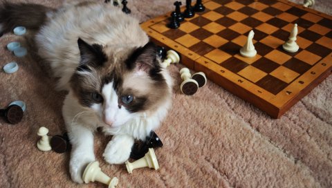 кошки, шахматы, игривая, пушистая