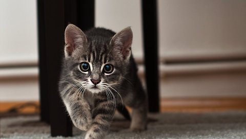 котенок, взгляд, удивление, полосатые