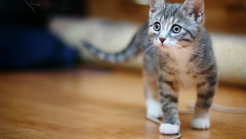 котенок, бусы, цепочка, взгляд, игривая