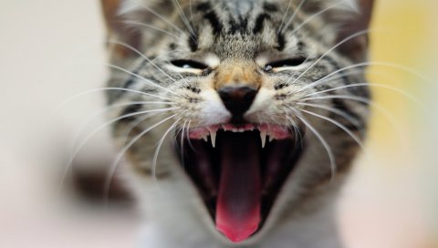 котенка, зевок, кошка, язык, усы, размытость