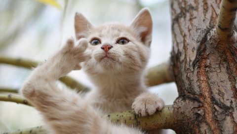 котенок, ветвь, сидеть