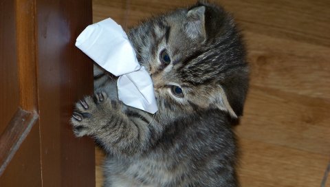котенок, игривые, подушечки, клешни