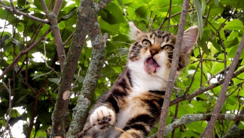 котенок, дерево, лягте, ветвь, сидеть, игривая
