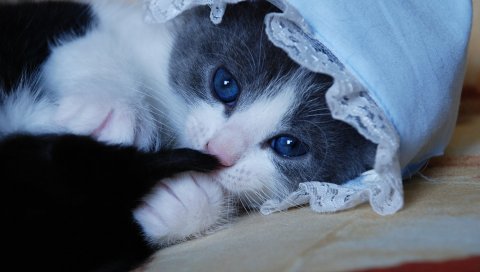 котенок, кошка, шляпа, игривые, смешные