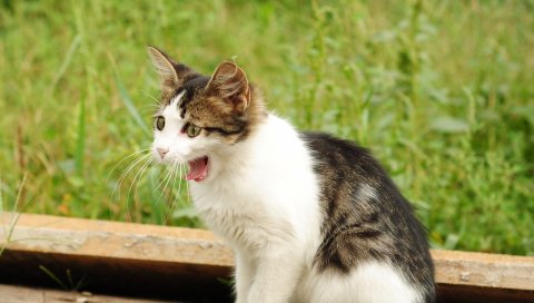 котенок, зевает, пятнистый, трава