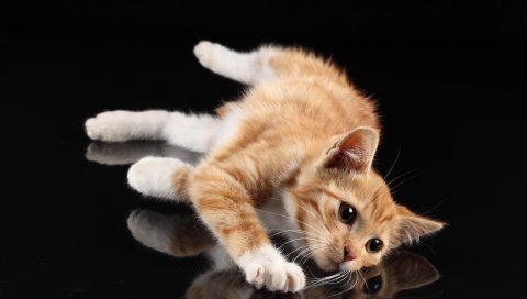 котенок, ложь, отражение