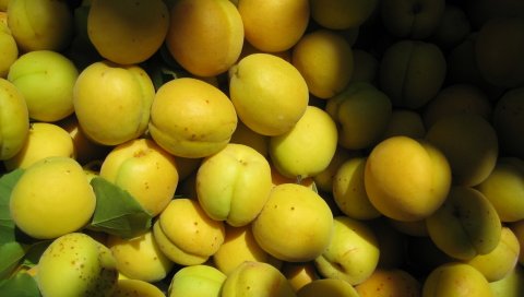 абрикосы, фрукты, много, не созрел