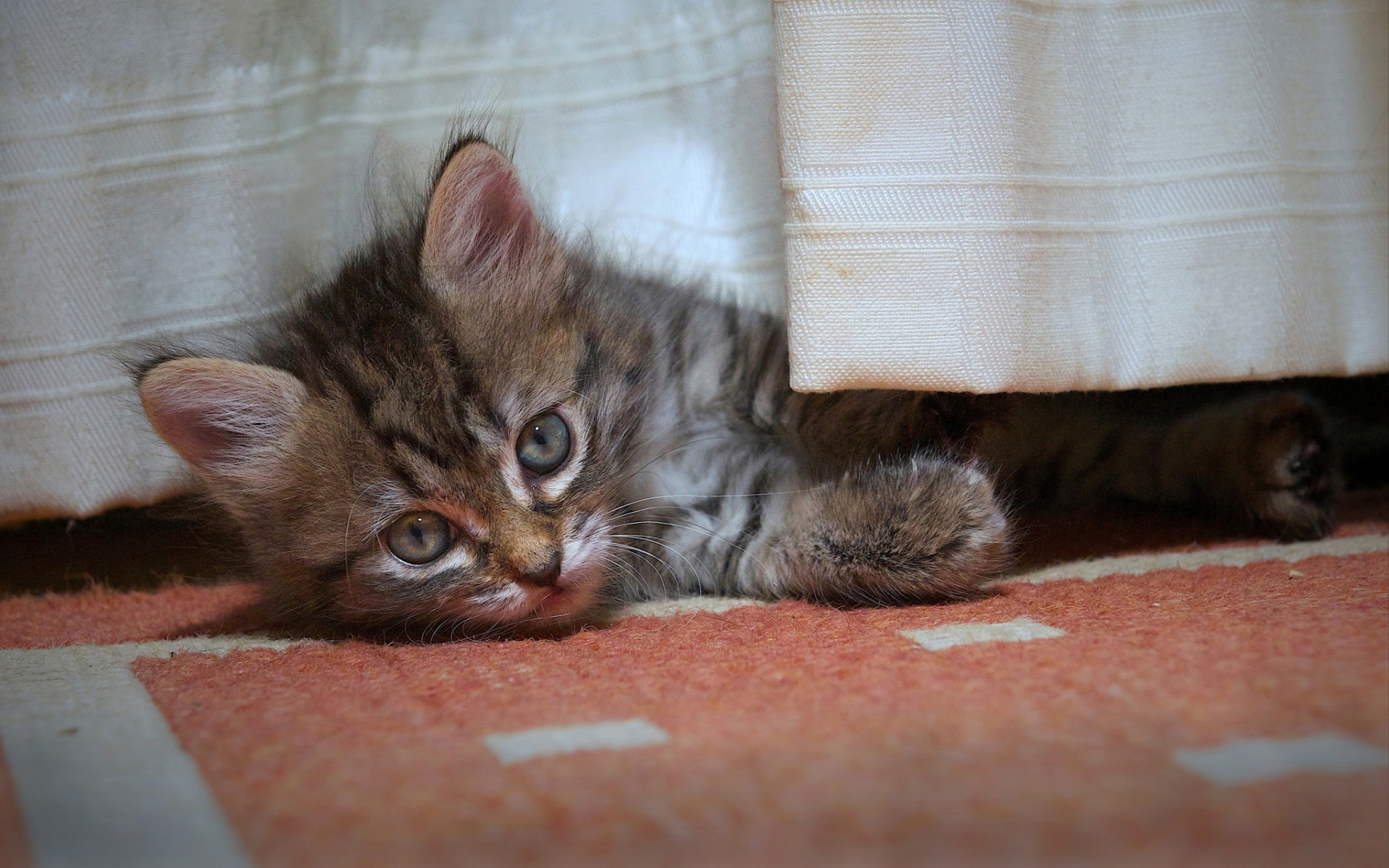 Картинки котенка, ребенок, игривое, лежит фото и обои на рабочий стол