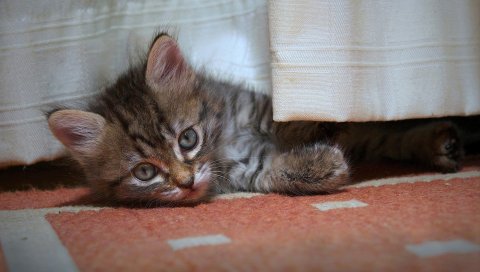 котенка, ребенок, игривое, лежит