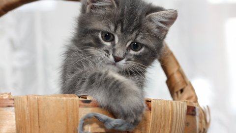 котенок, корзина, серый, морда