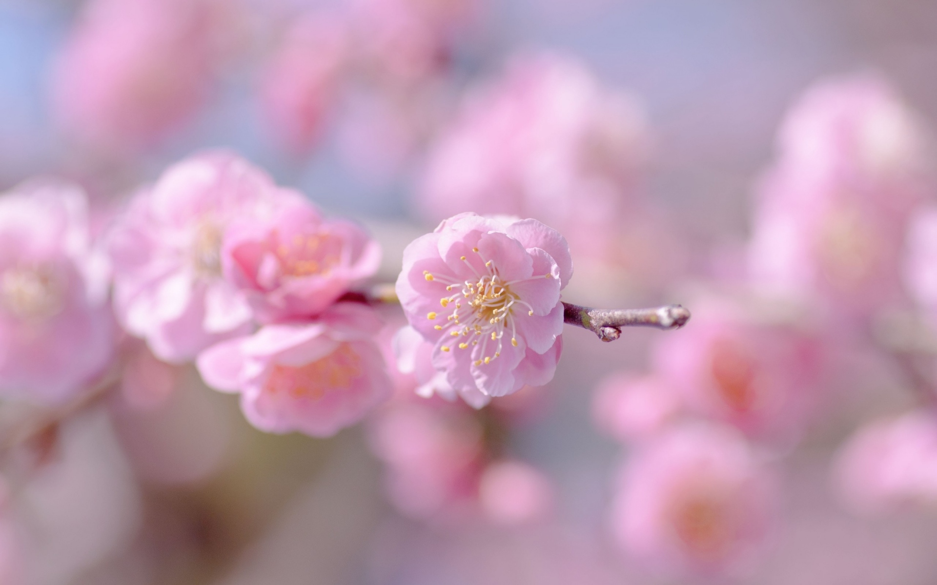 Картинки цветок, весна, растения, лепестки, розовый фото и обои на рабочий стол