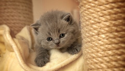 котенка, лицо, глаза, печаль